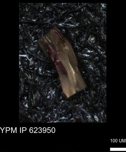 undet. Echinoidea