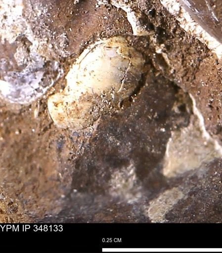 undet. Bivalvia
