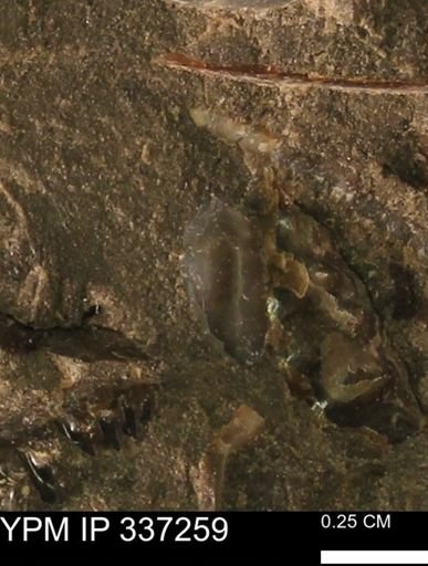 undet. Mollusca