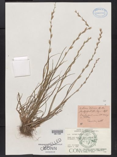 Lolium perenne