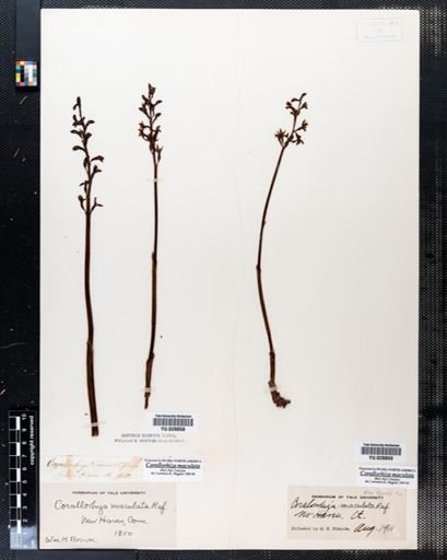 Corallorhiza maculata