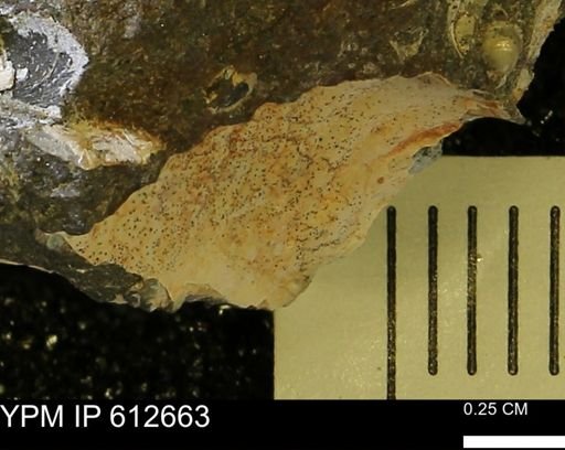 undet. Ammonoidea