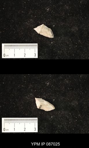 Bucanoceras extensum