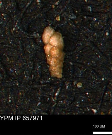 Verneuilinoides kansasensis