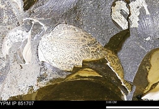 Limopsis striatopunctatus
