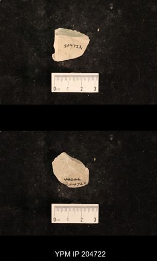 Lecorium elongatum