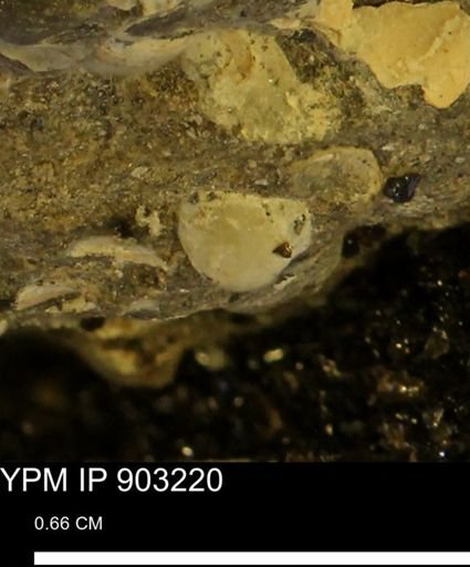 undet. Bivalvia