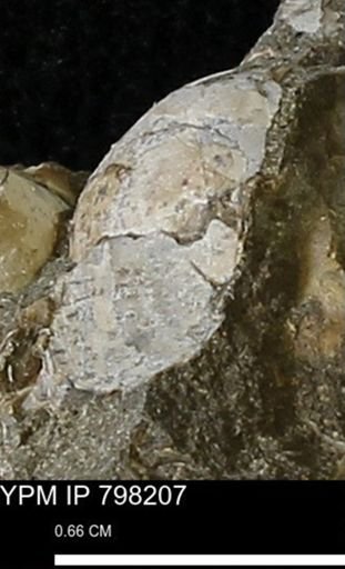 undet. Bivalvia