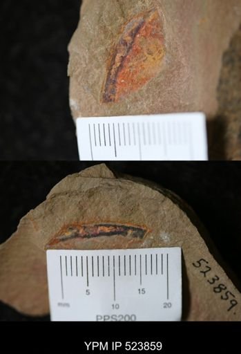 undet. Arthropoda