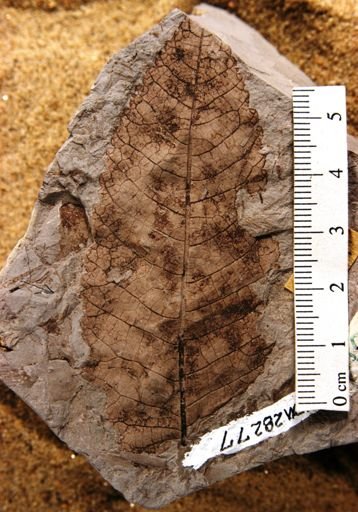 Chaetoptelea microphylla