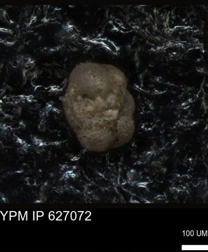 undet. Foraminiferida