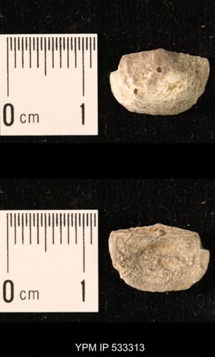 Chonetes sp.