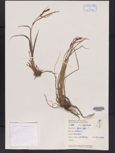 Carex nigra
