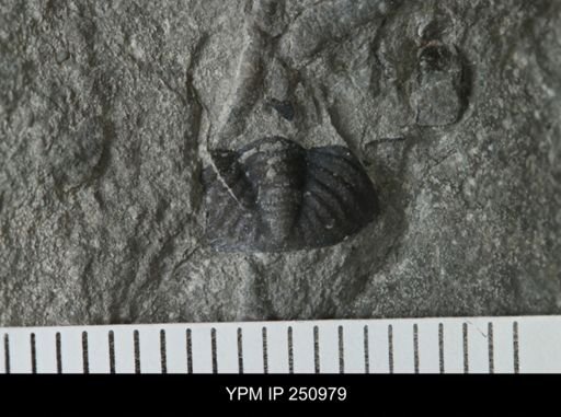 undet. Phacopidae