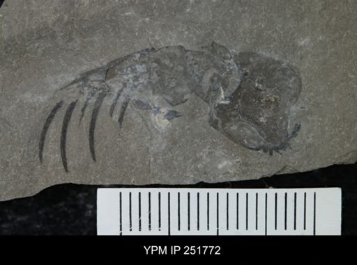 undet. Eurypterida