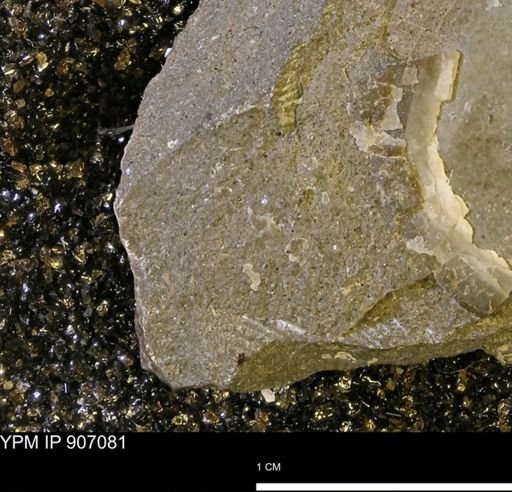 undet. Mollusca