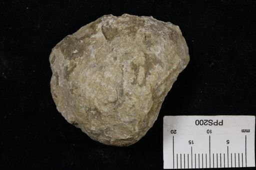 Linoproductus prattenianus