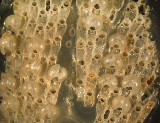 Thalamoporella californica