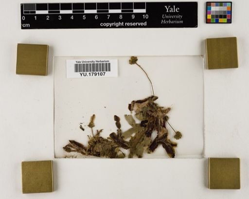 Plantae
