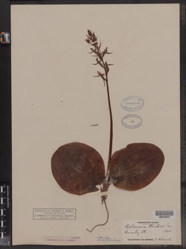 Habenaria