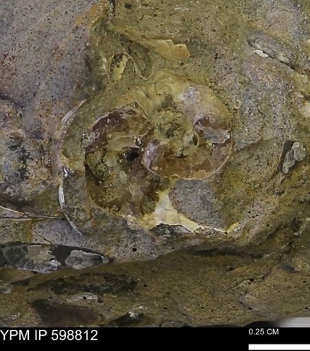 undet. Gastropoda