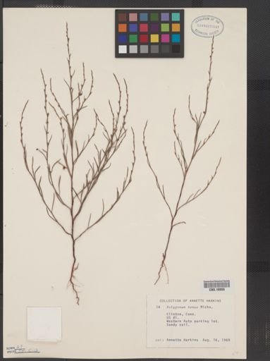 Polygonum tenue