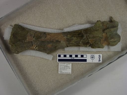 Palaeosyops paludosus