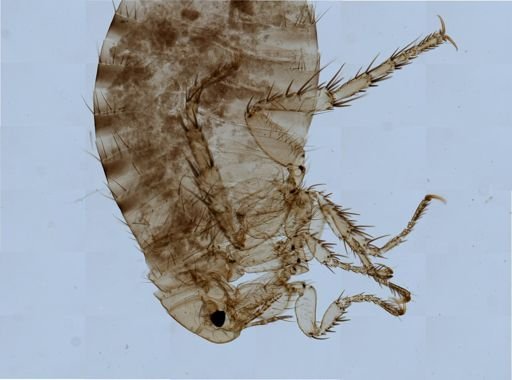 Pulex irritans