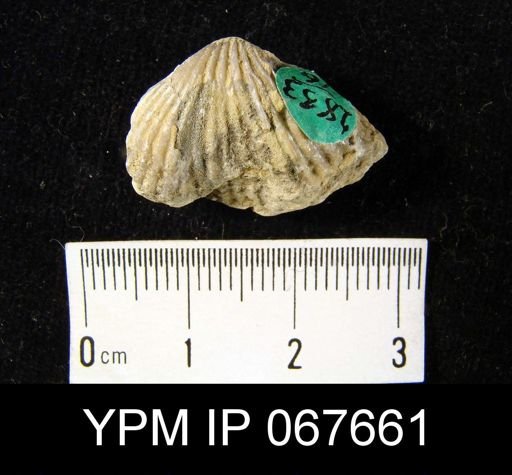 Anastrophia verneuili