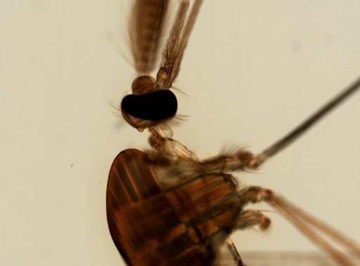 Anopheles