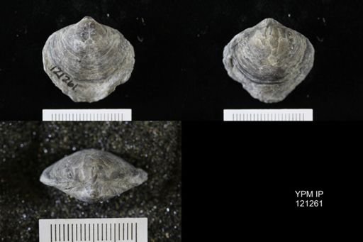 Athyris sp.