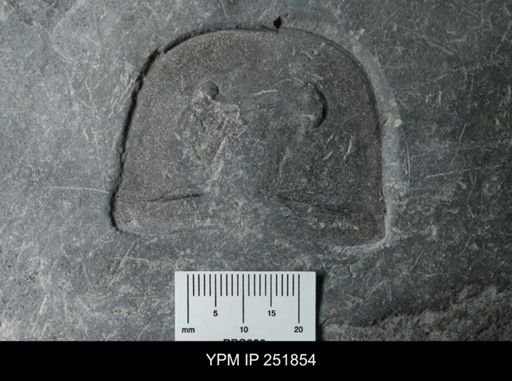 Eurypterus sp.