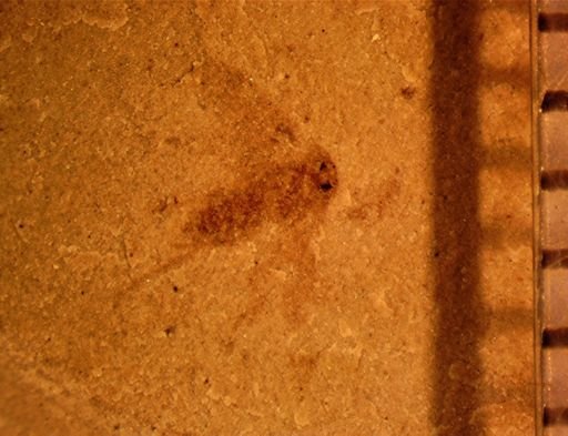 undet. Auchenorrhyncha