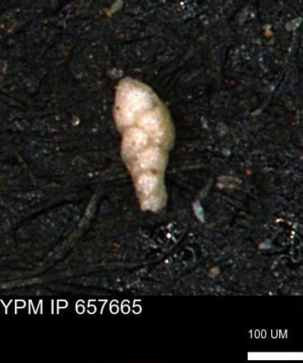 Verneuilinoides kansasensis