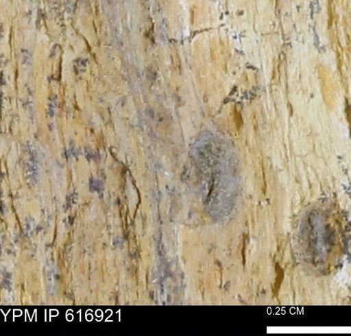 Teredo sp.