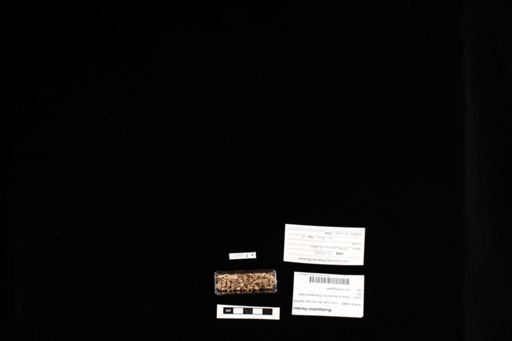 Bradypodion fischeri