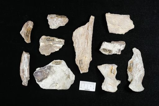 undet. Actinopterygii