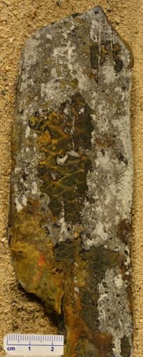 Lepidostrobus sp.