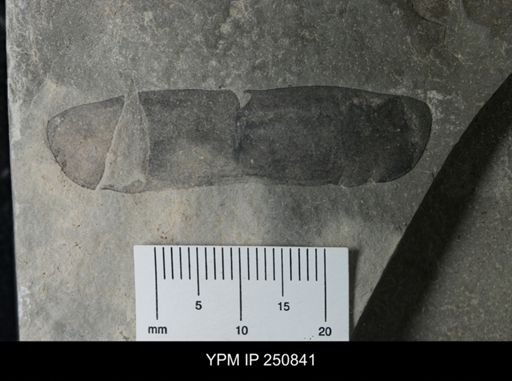 undet. Eurypterida
