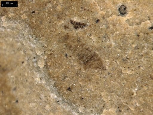 taxon undetermined