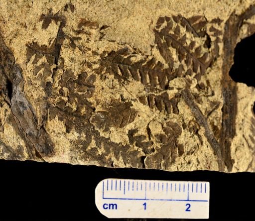 Microphyllopteris delicata