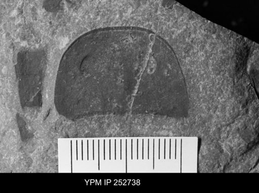 Eurypterus sp.