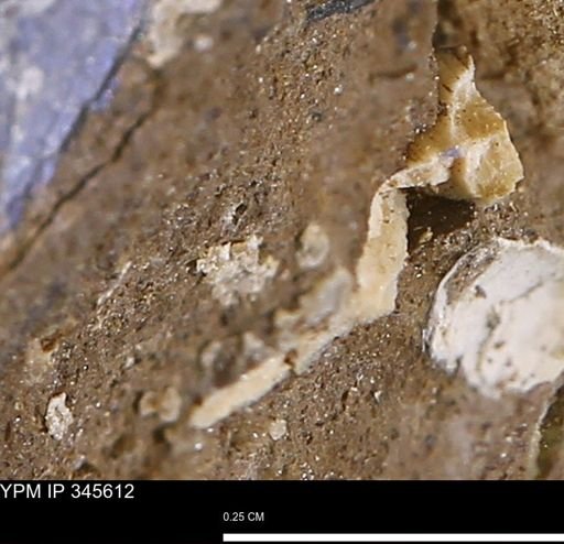 undet. Mollusca