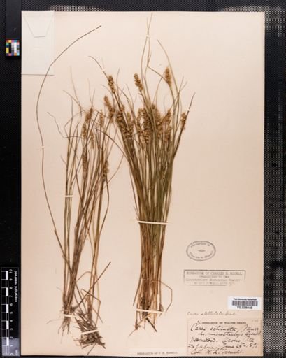 Carex echinata