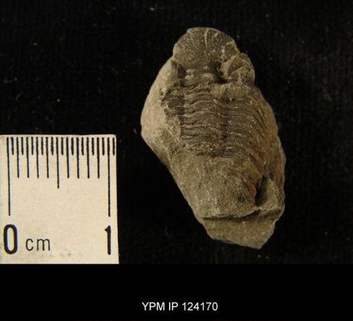 Phacops rana