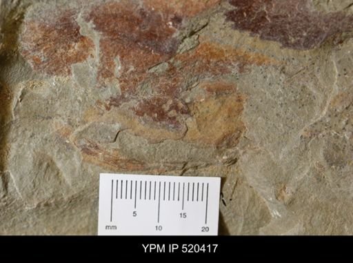 undet. Arthropoda