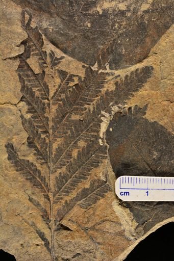 Calcaropteris boeselii