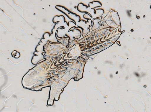 Flabellina verrucosa