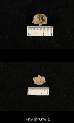 undet. Brachiopoda