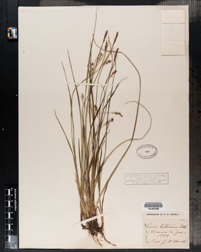 Carex tetanica